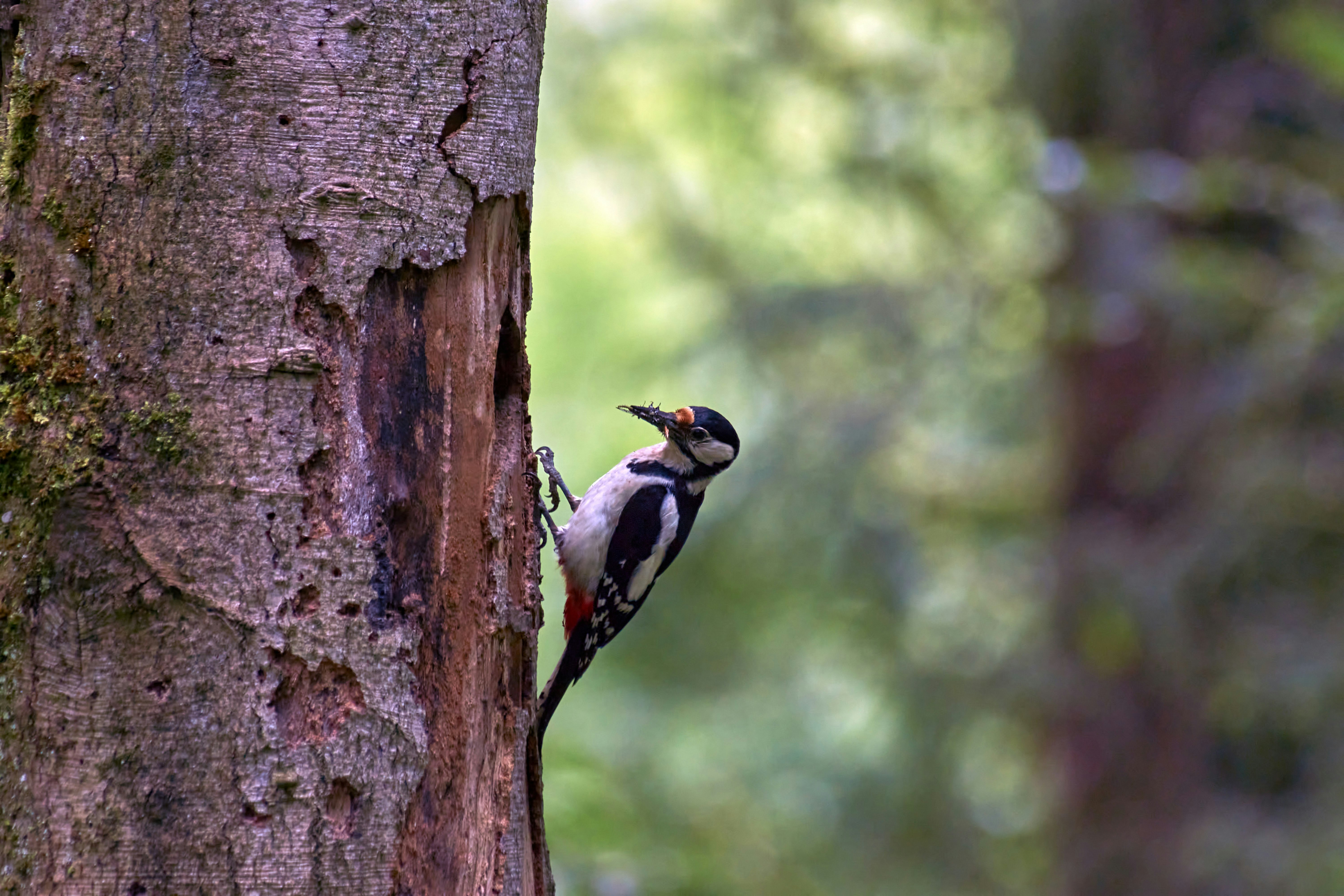 black and yellow bird on brown tree trunk during daytime